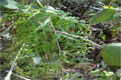 Odontosoria chinensis subsp. tenuifolia